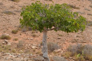 The Parable of the Fruitless Fig Tree – repent or perish